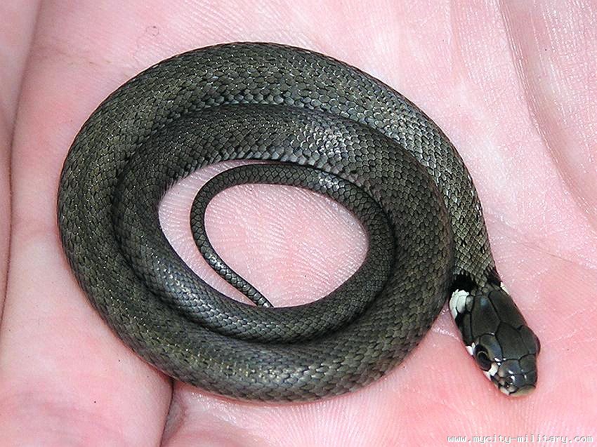 Черная змея на голове пятна. Змея уж обыкновенный. Змея гадюка маленькая черная. Гадюка обыкновенная или уж. Змея гадюка желтенькая.