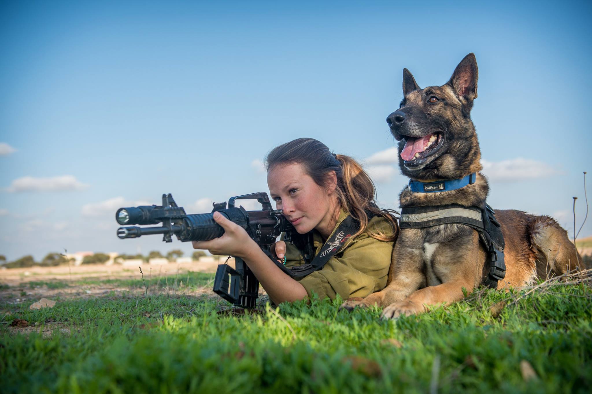 Собака в форме человека. Малинуа милитари. Малинуа спецназ Израиля. Служебные овчарки малинуа.